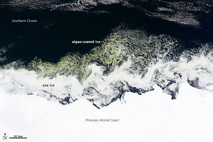 These green swirls were spotted off the coast of East Antarctica on Feb. 27 by NASA&#039;s Terra satellite.