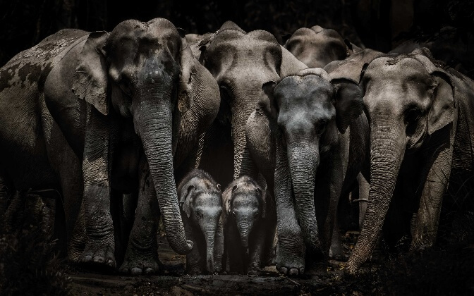Herd of elephants huddled together.