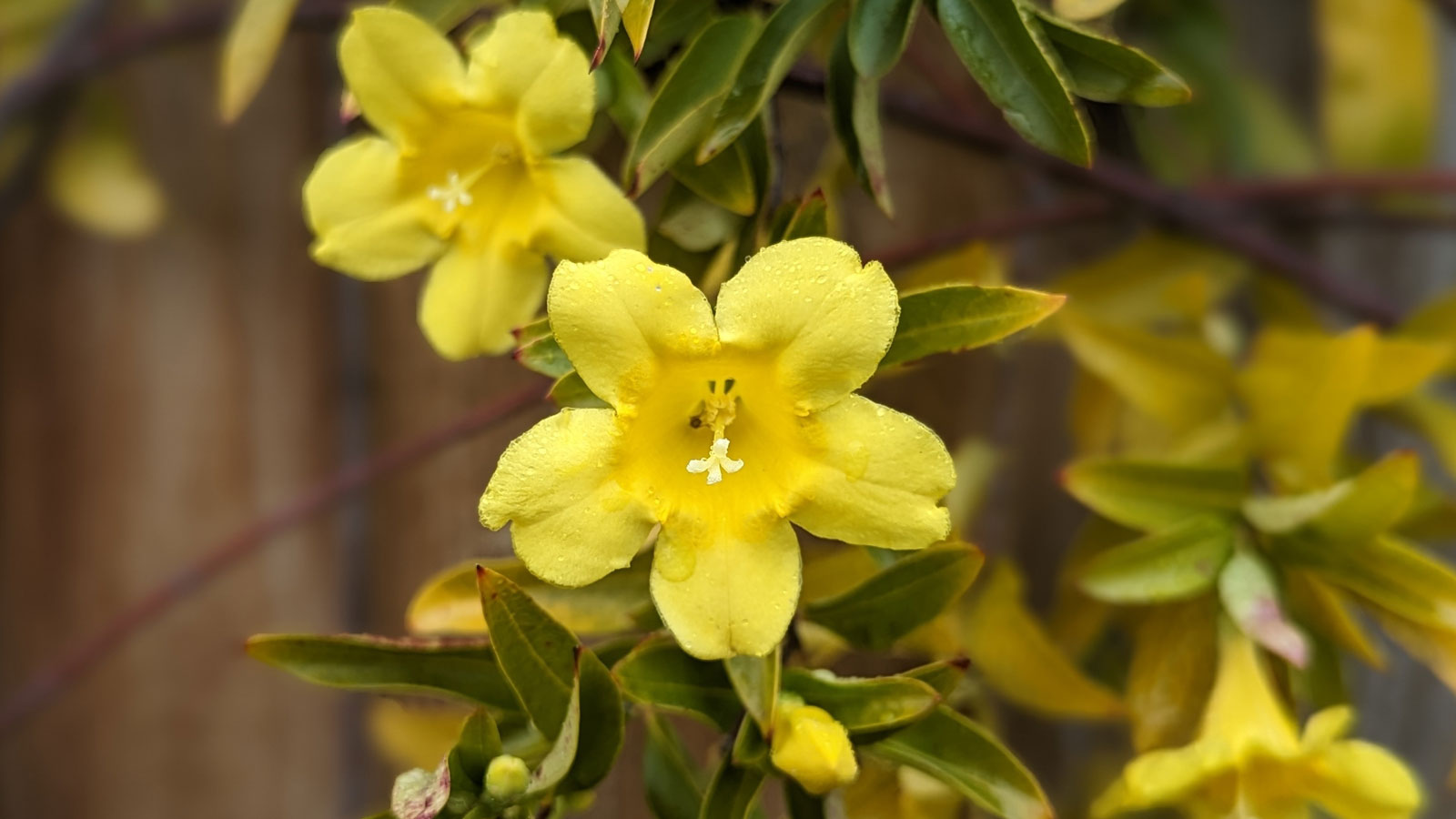 Carolina Jessamine plant with yellow flowers
