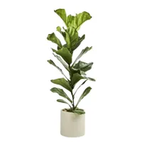 Fiddle Leaf Fig 100cm: £49.99 at H&amp;M&nbsp;
