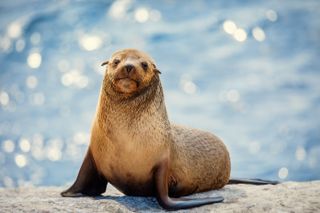 A seal in the Secret Lives Of Animals.