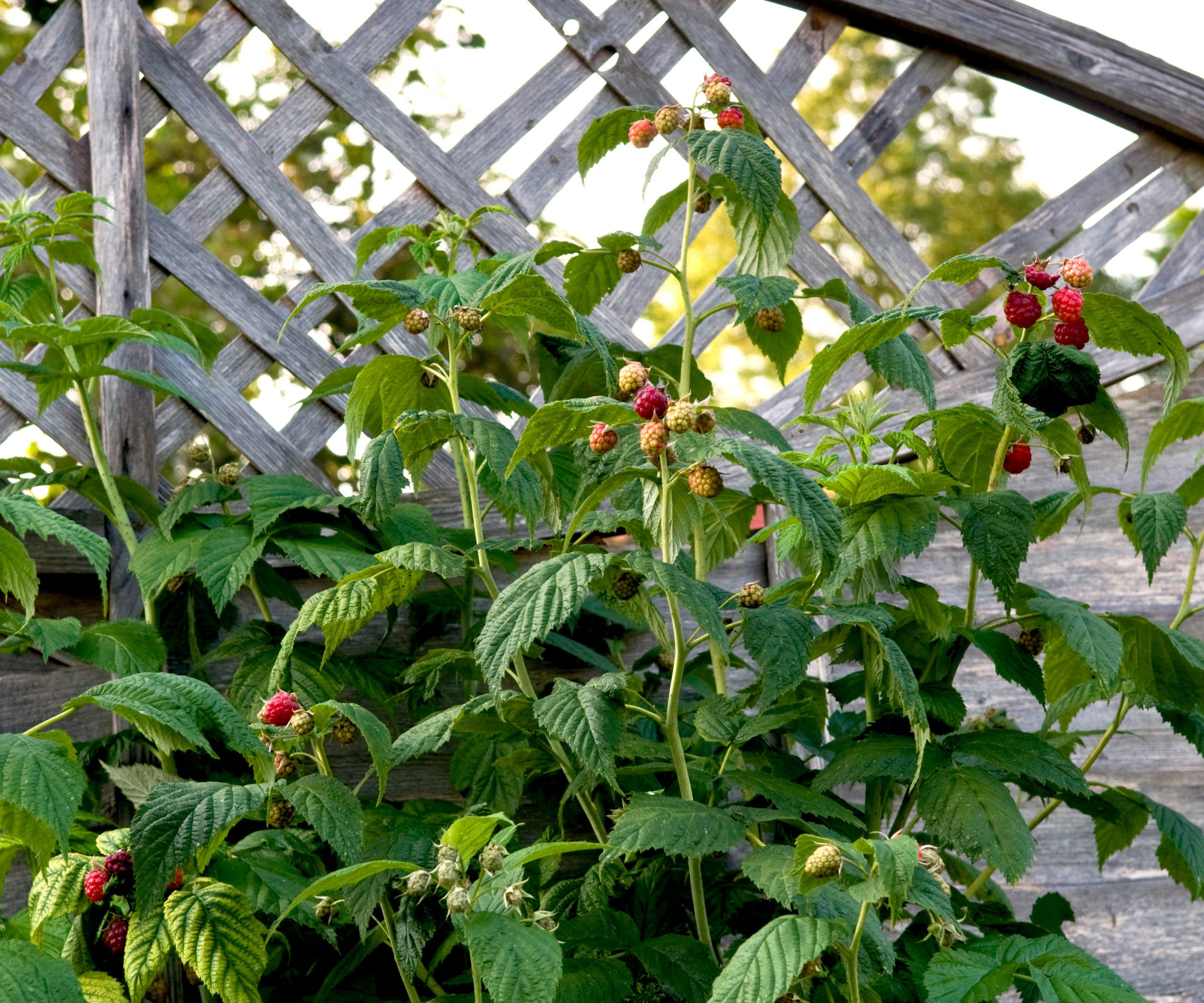 raspberry plants growing against a trellis with ripening red fruits