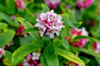 daphne odona evergreen tree with dark green leaves and fragrant purple and white flowers in centre