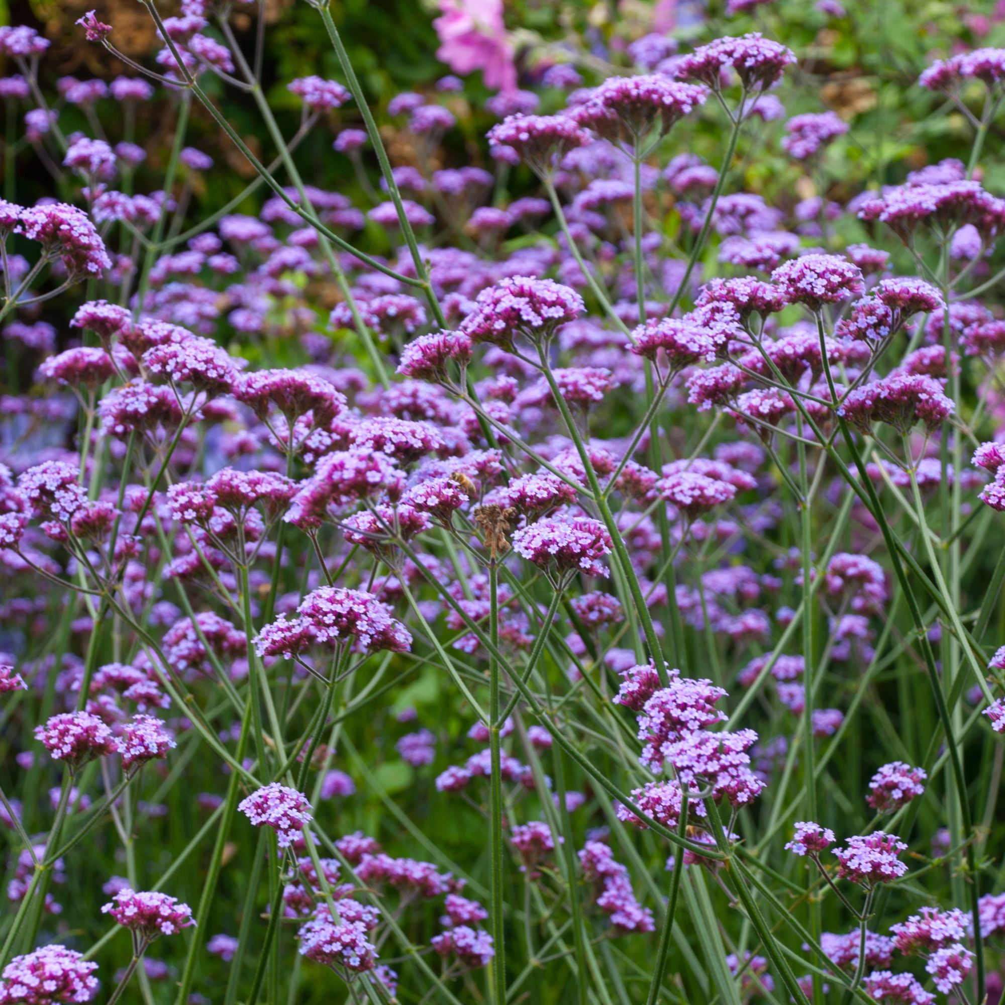 Verbena bonariensis flowers growing in garden