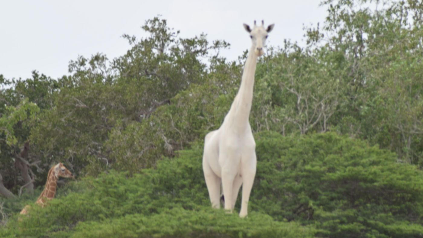 Why everyone's talking about white giraffes | The Week