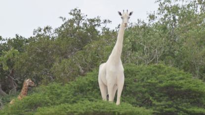 white giraffe