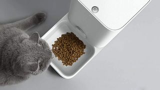 Cat with wifi pet feeder
