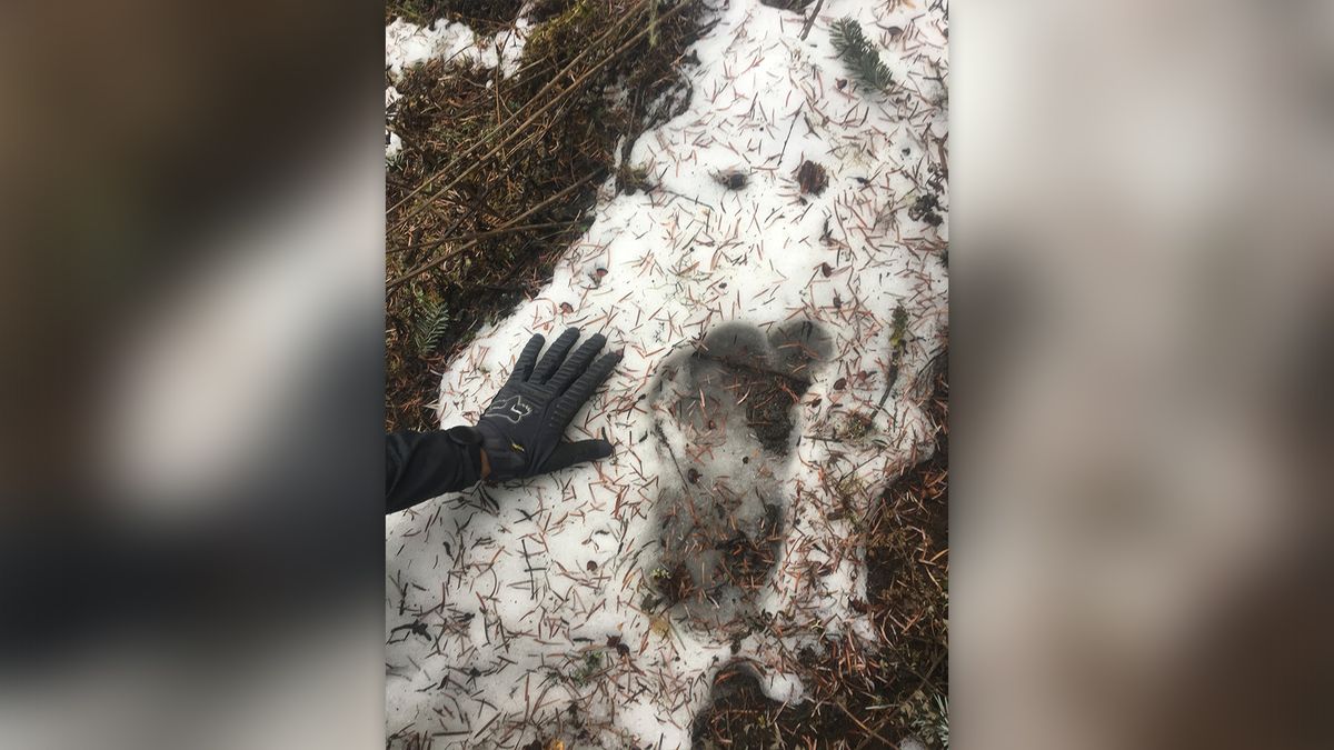 A purported Yeti footprint in the snow in Bhutan.