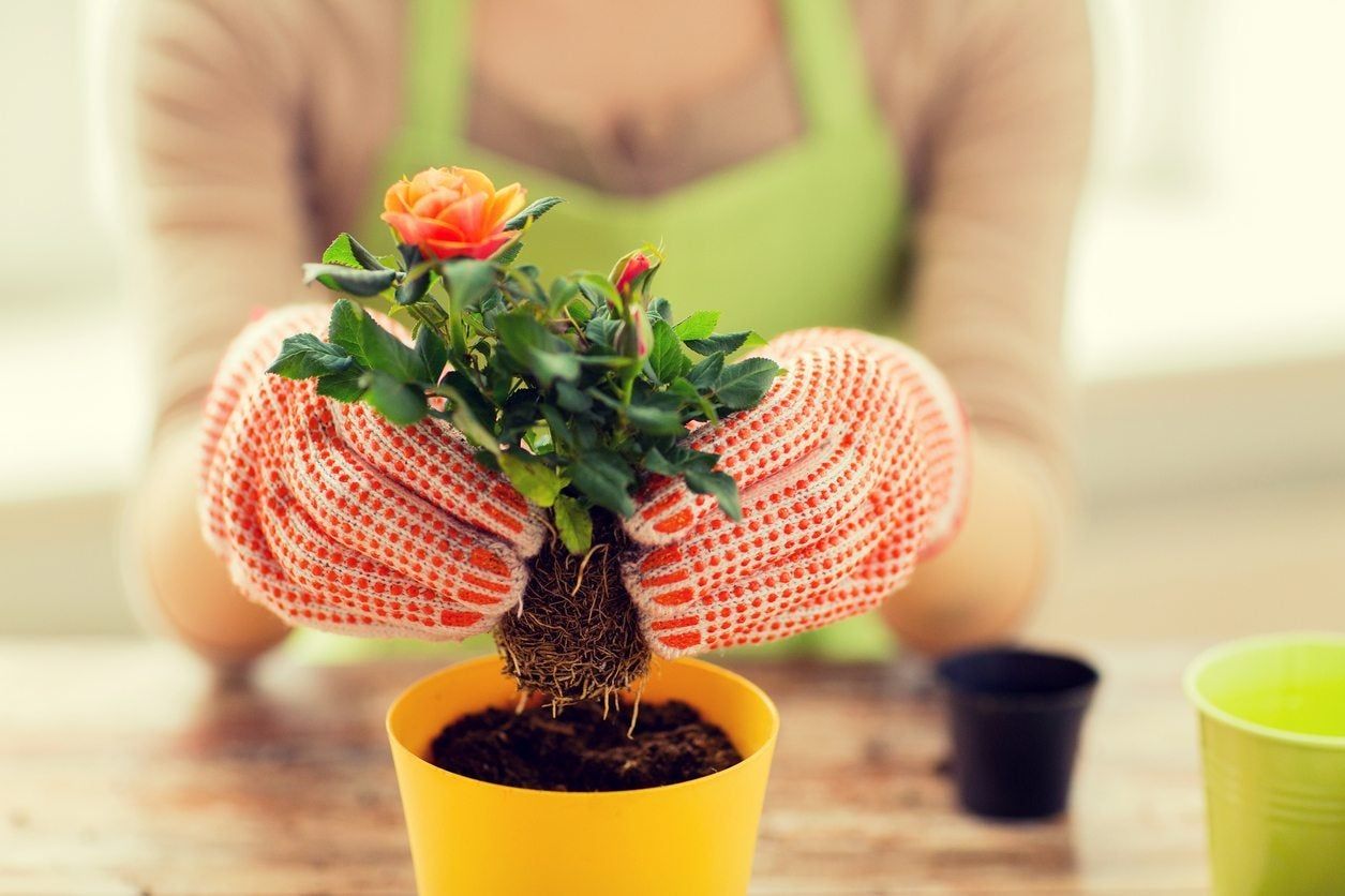 Gardener Re-Potting Lymphedema Plant