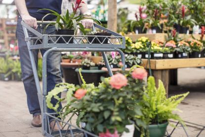 which garden centres are open tomorrow?