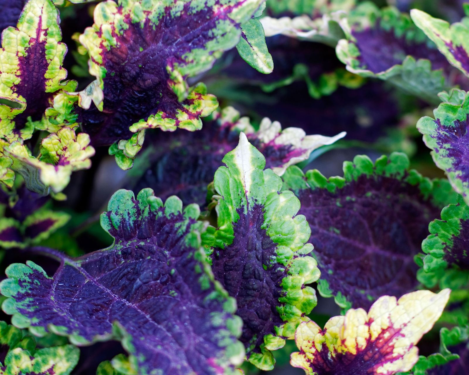 Coleus propagation how to get more plants Gardeningetc