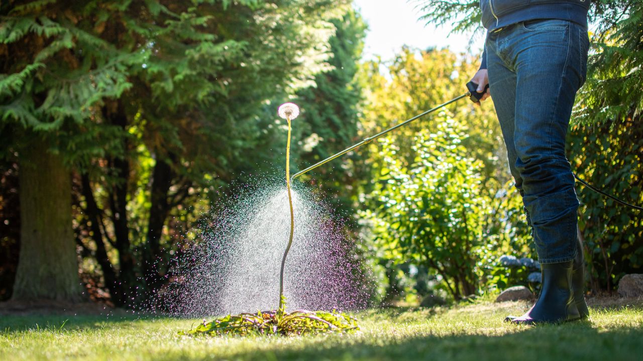 Man spraying Roundup on dandelion