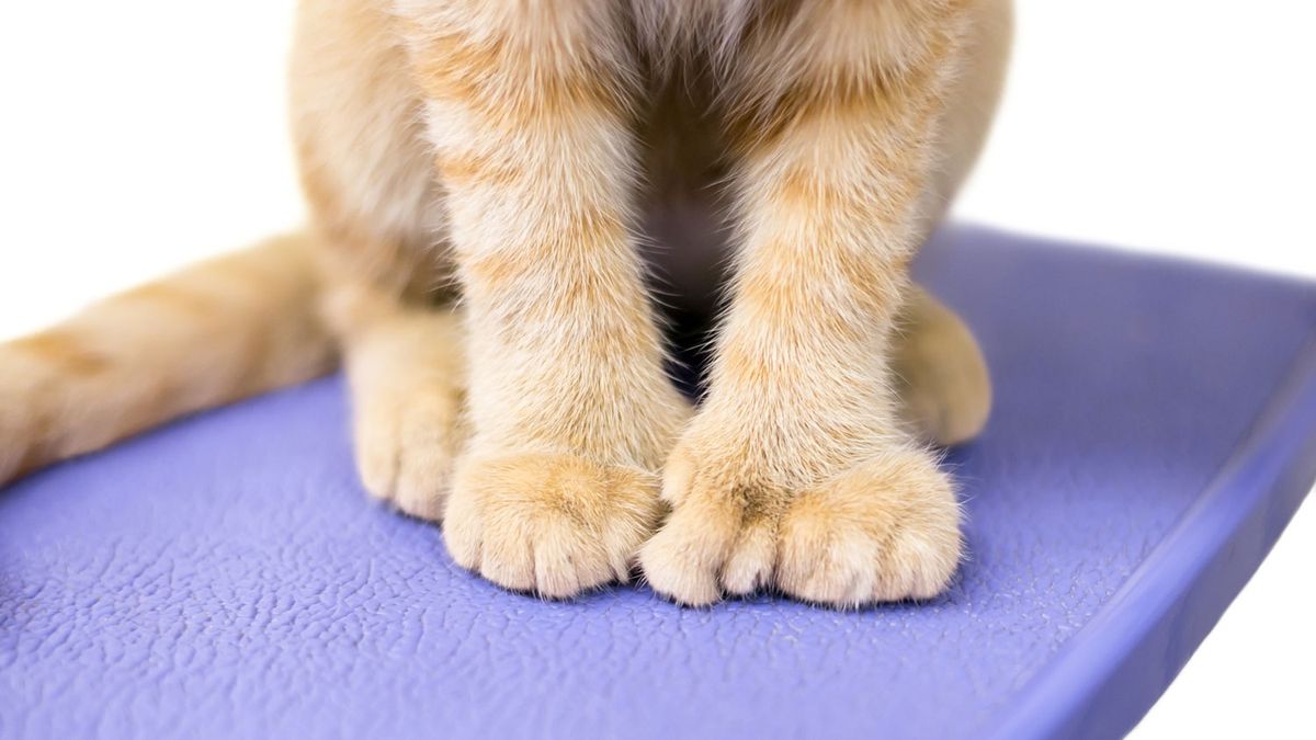Polydactyl cats What it is, causes and number of toes PetsRadar