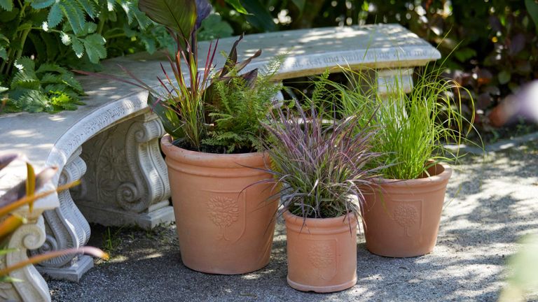 woodlodge terracotta pots with plants