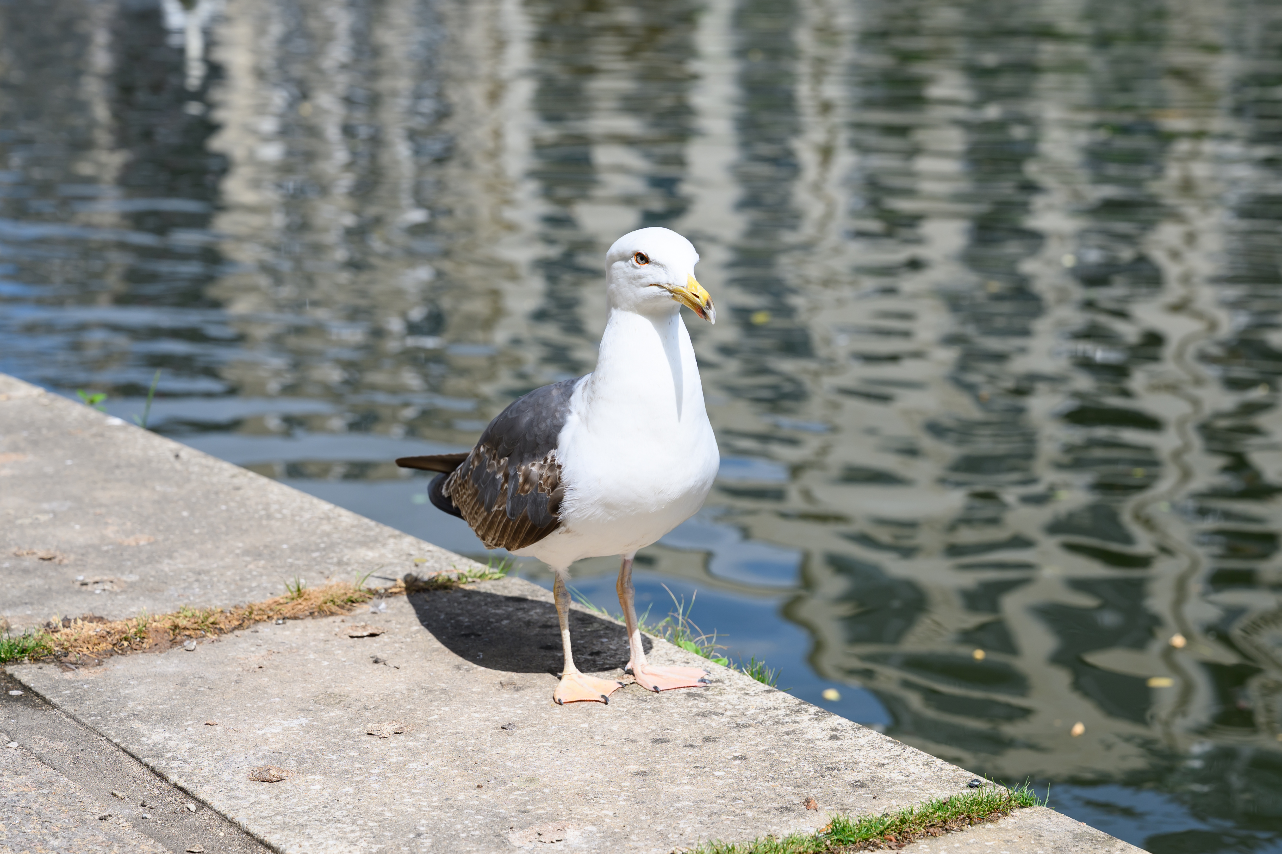 A photo of a seagull next to a river, taken on the Nikon Z5II
