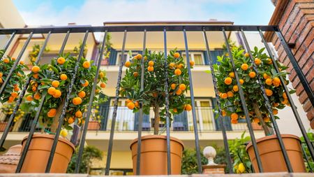 Three orange trees growing in pots outside a Mediterranean villa on a deck