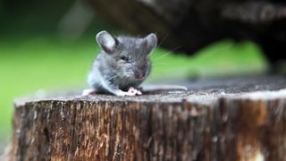 Mouse in tree stump
