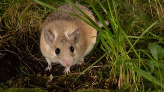 Best exotic pets - Spiny mice out in the wild