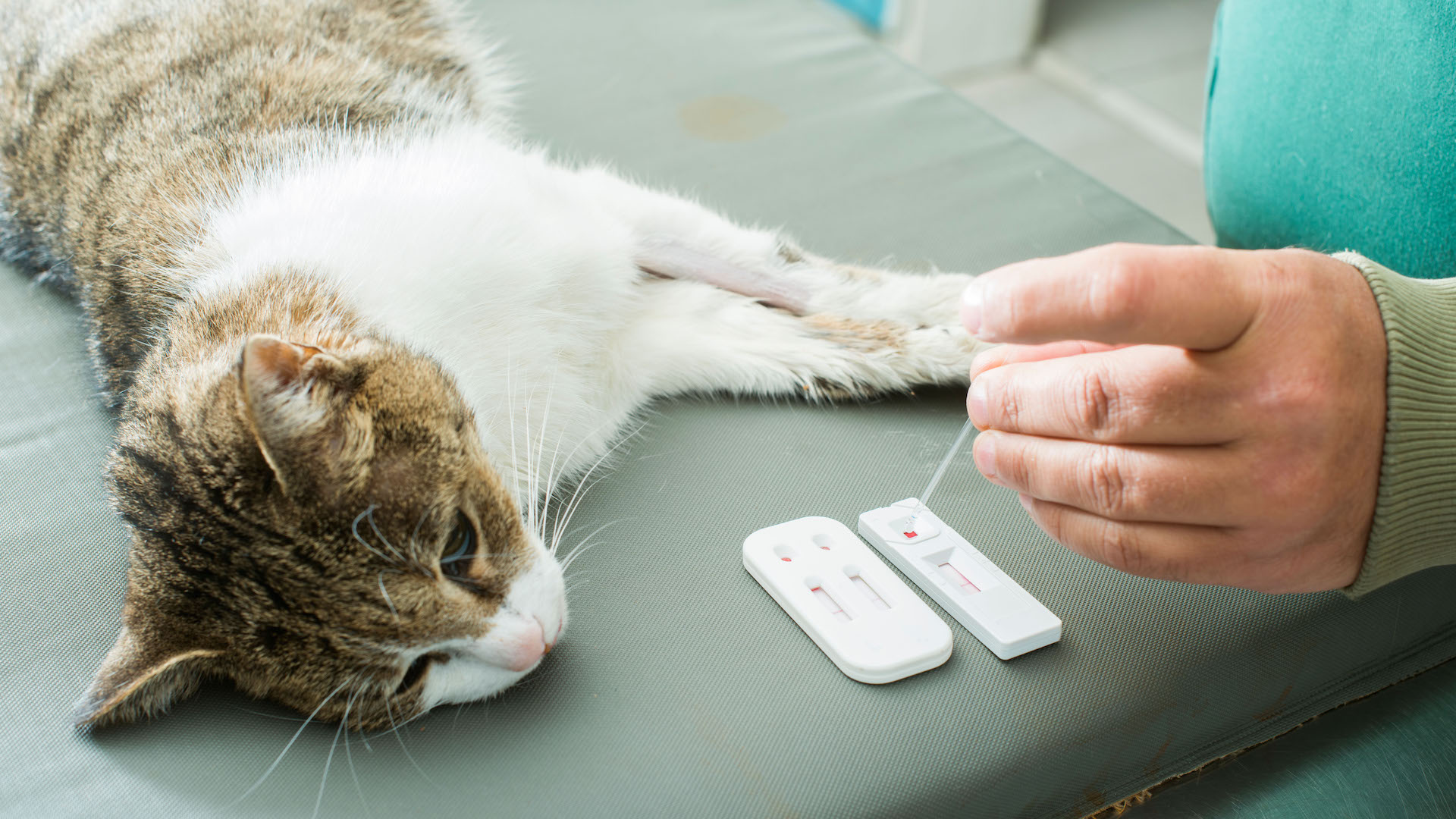 Cat having blood test at vet clinic