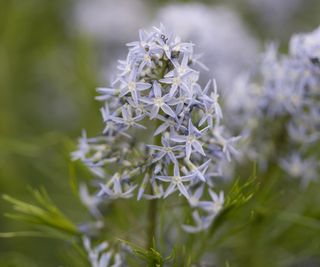 Blue flowers of the Arkansas blue star perennial, or Amsonia hubrichtii