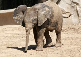A baby African elephant.