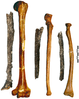 Neanderthal bones