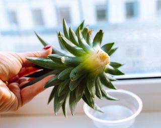 Woman holding pineapple top