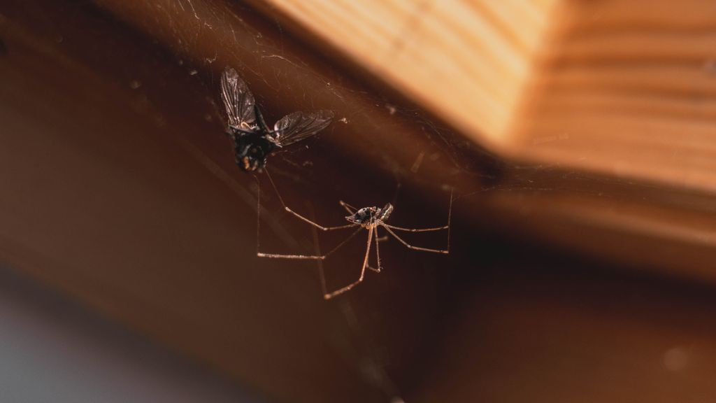 3 reasons why you keep getting spiders in your home, according to pest ...