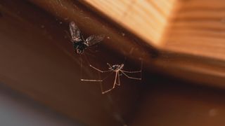 Spider and bug caught in its web