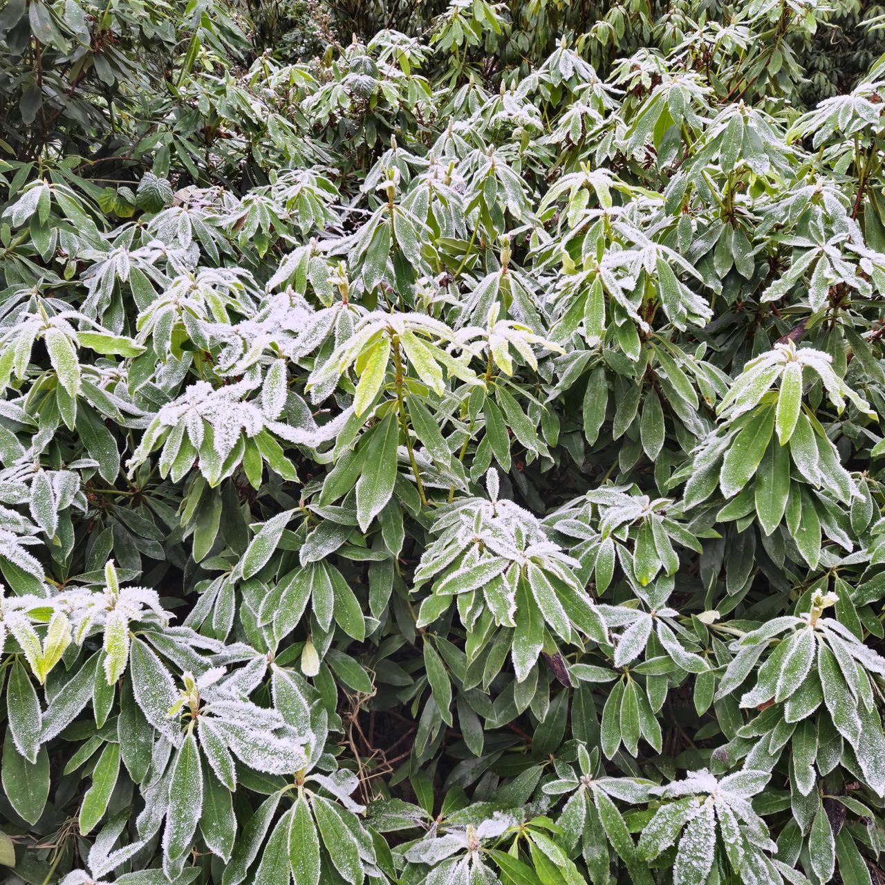 Rhododendron shrubs covered in frost