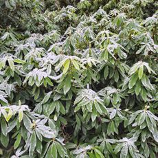 Rhododendron shrubs covered in frost
