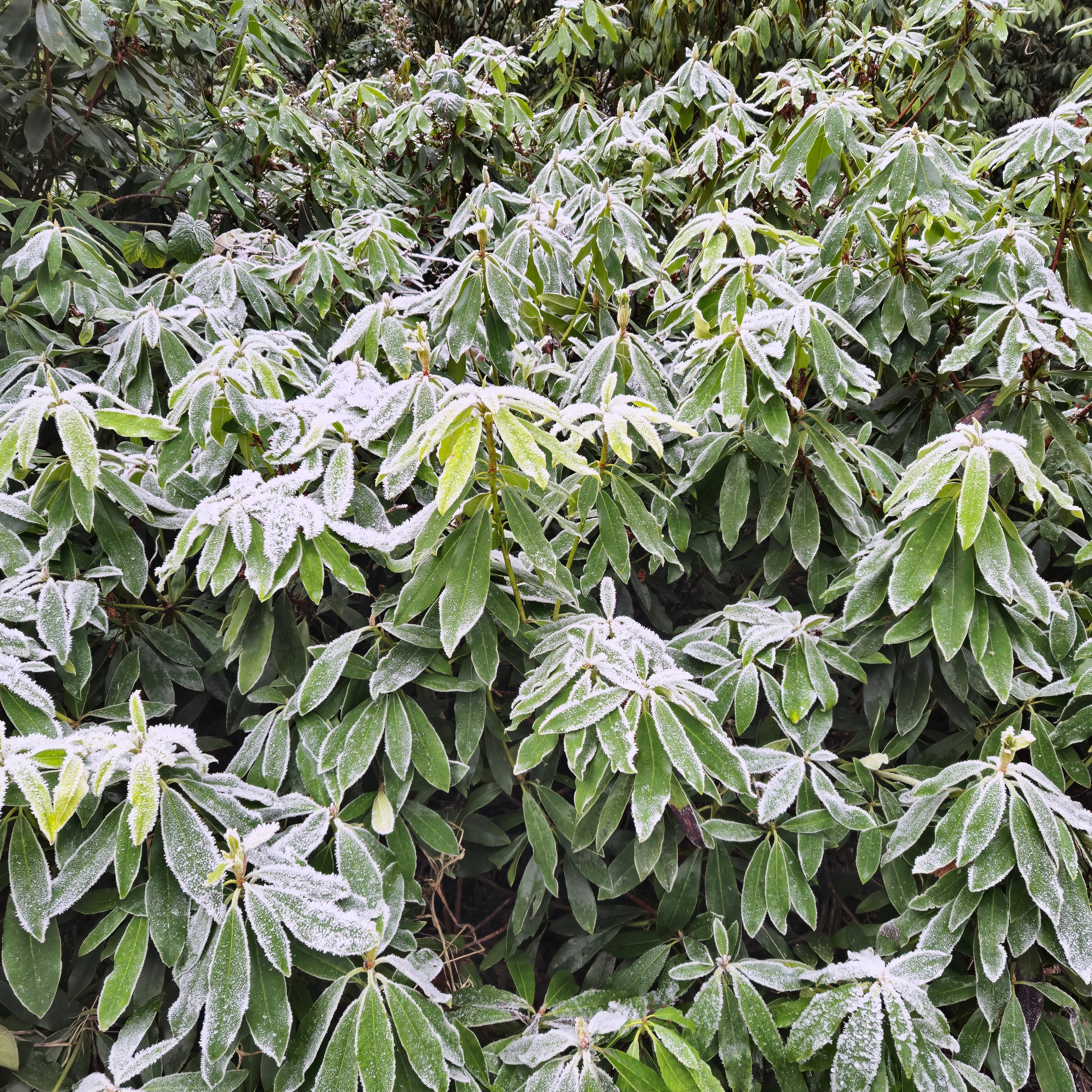 Rhododendron shrubs covered in frost