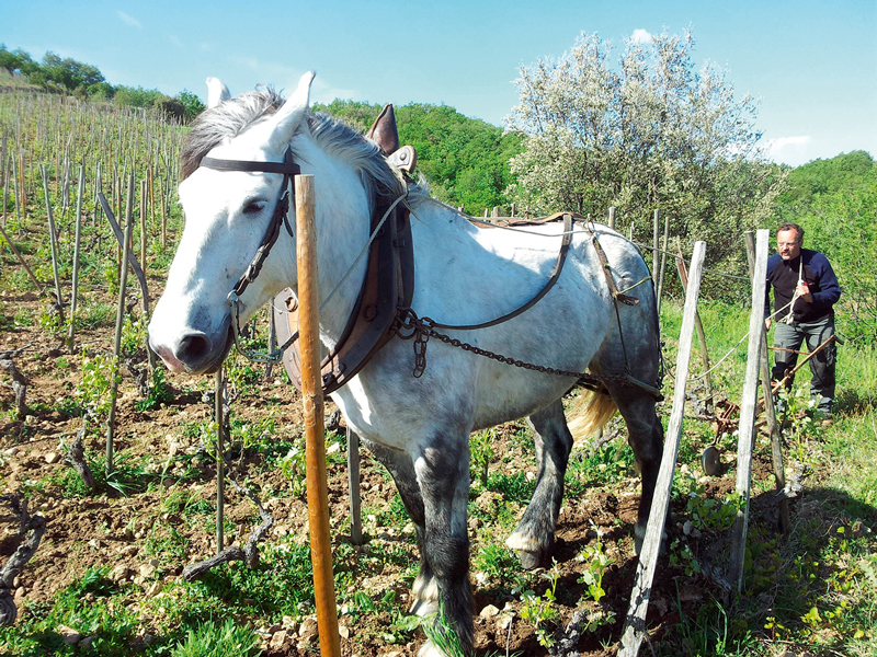 Philippe Desbos and Ramses