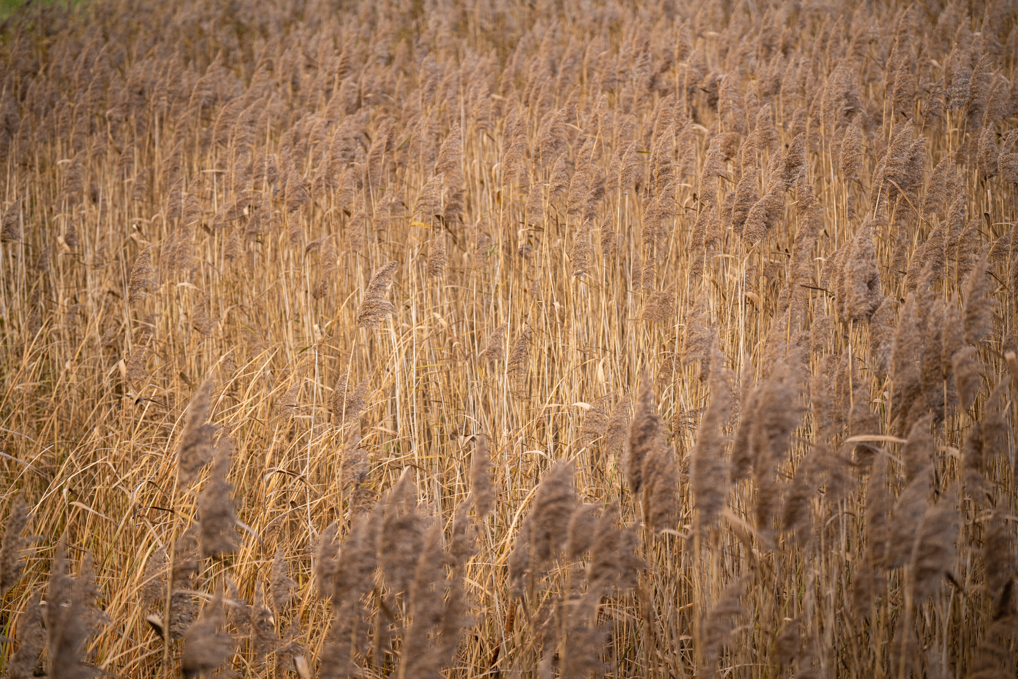 Golden hay in a field