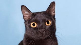 Bombay cat portrait