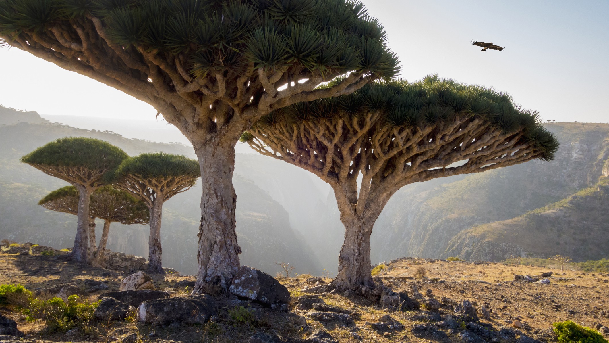 A small cluster of dragon's blood trees on Socotra Island in Yemen.
