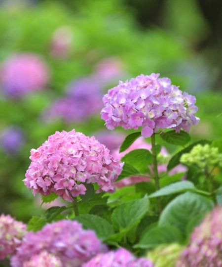 pink hydrangea