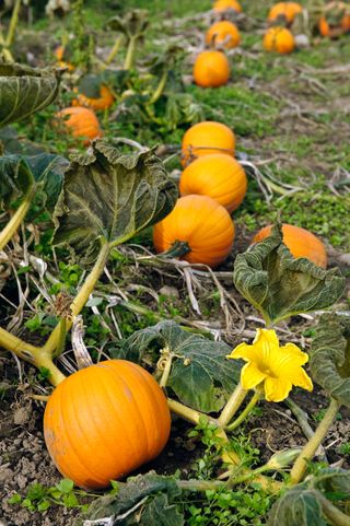 Pumpkins growing in a pumpkin patch