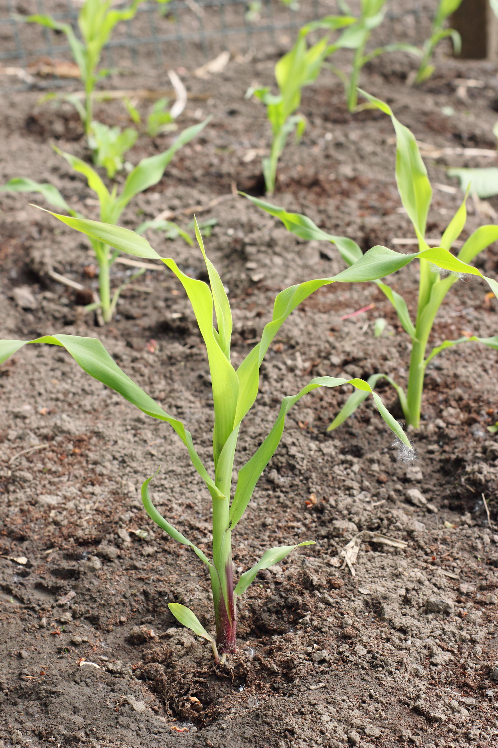 sweetcorn seedlings