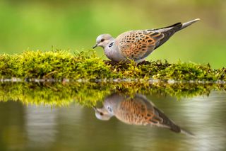 Turtle dove (Streptopelia turtur) at birdbath