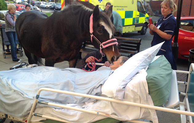 Final wish to see her horse
