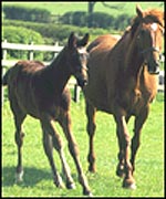 foal3main.jpg