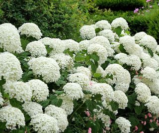 white hydrangea Strong Annabelle growing in summer border