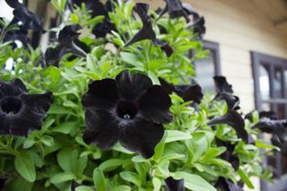 how to grow petunias: 'Back to Black'