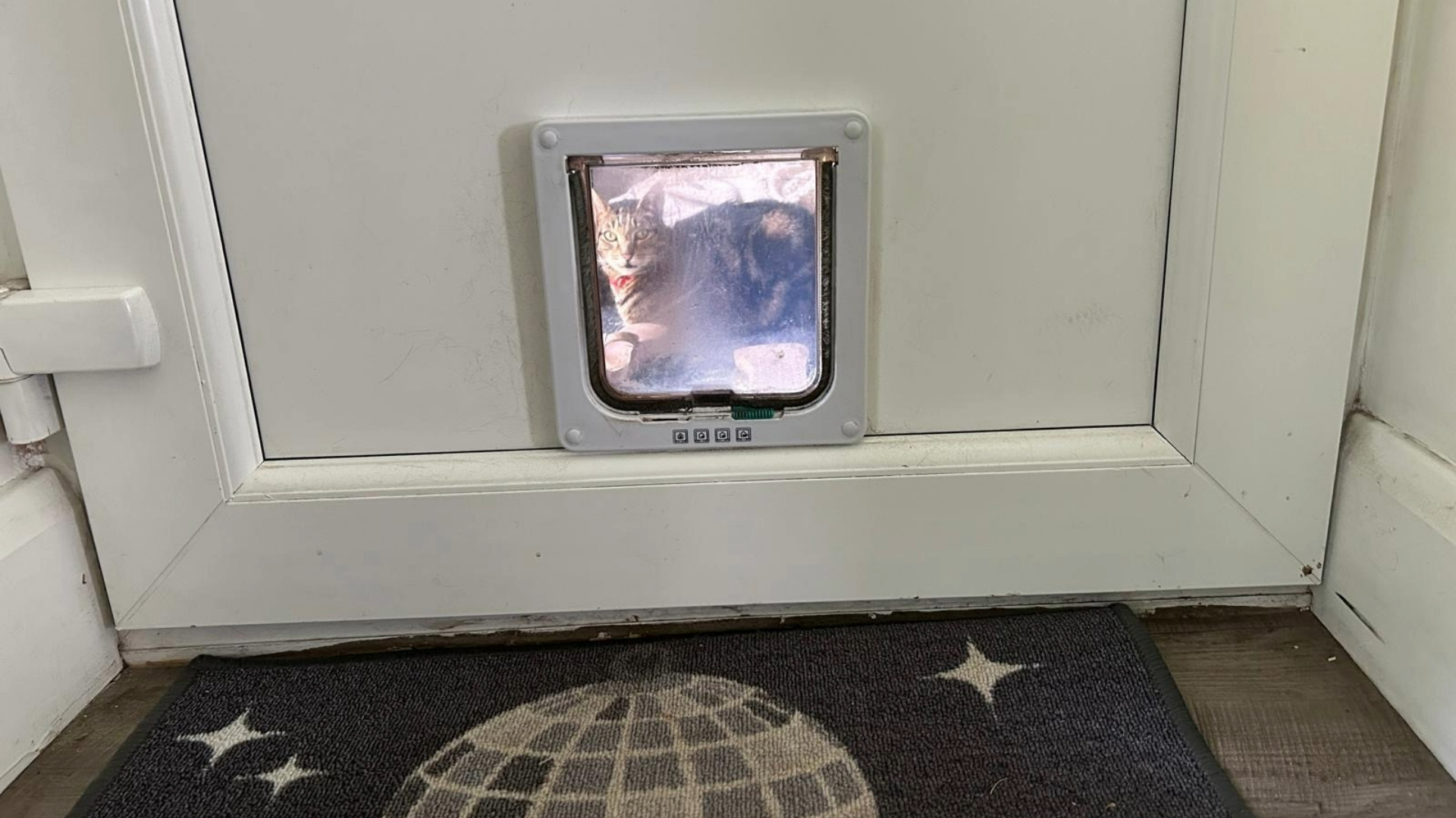 Megan's cat looking through the Lessoman Cat Flap fitted to her door