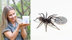 A zoo keeper holding a plastic container with a big male funnel-web spider. To the right is an image of the spider with a silver coin for scale.