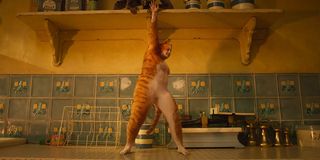 Cats Rebel Wilson dancing on a kitchen counter