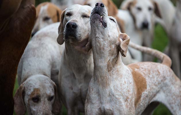 Something&rsquo;s in the air: the Southdown and Eridge hounds