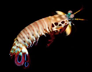 a juvenile peacock mantis shrimp