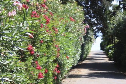 Oleander Plant As Shrubs